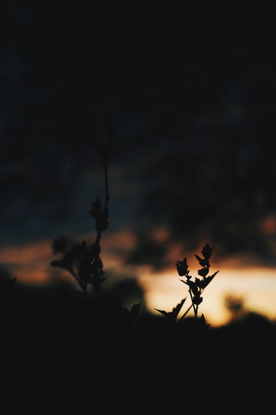 silhouetto of plants
